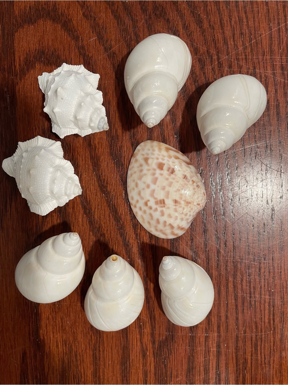 Assorted Decorative Sea Shells - White and Cream Mix